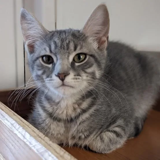 A baby large-sized male Tabby (Gray / Blue / Silver) Tabby cat named Druzey "dru" for adoption in Shippenville, PA