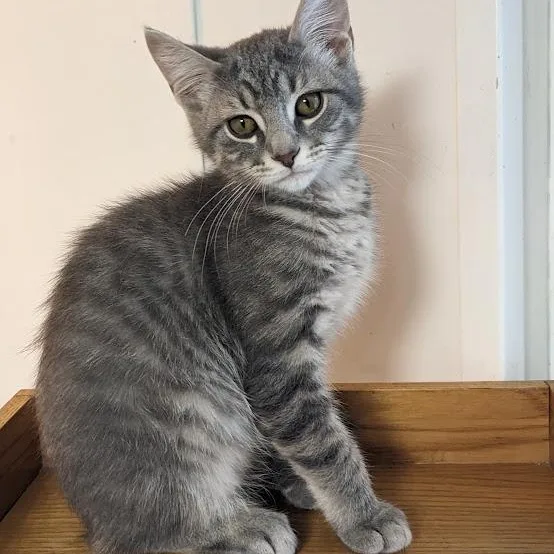 Druzey "dru" thumbnail 4