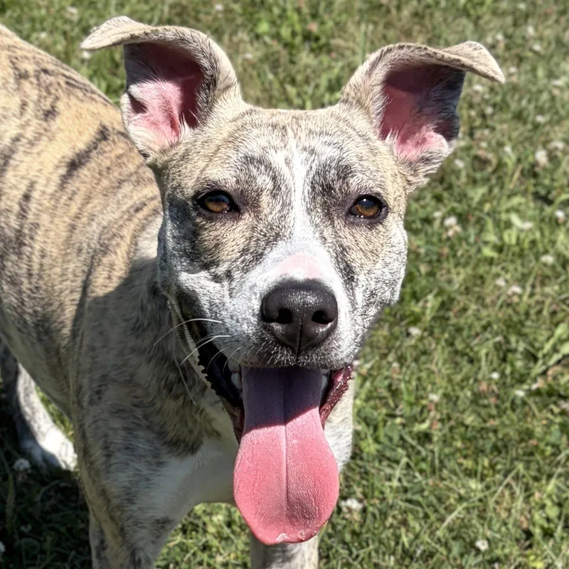 Nova