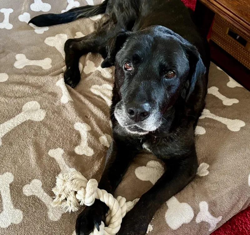 A senior large-sized male Black Labrador Retriever dog named Rocky for adoption in Killingworth, CT