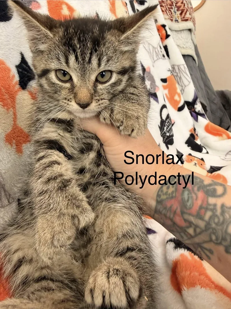 A baby small-sized male Extra-Toes Cat / Hemingway Polydactyl cat named Snorlax for adoption in Clarksville, TN