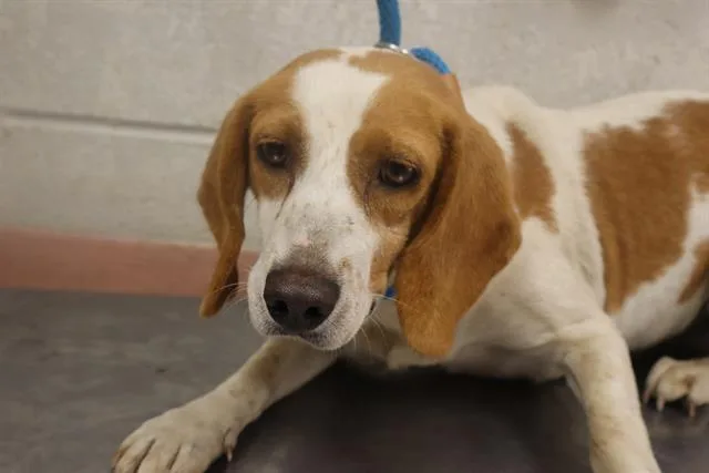 An adult small-sized female Mixed Breed dog named Sweetpea for adoption in Columbia, SC