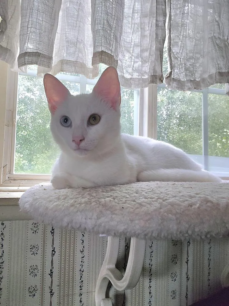 A baby small-sized male Domestic Short Hair cat named Finn for adoption in Duxbury, MA