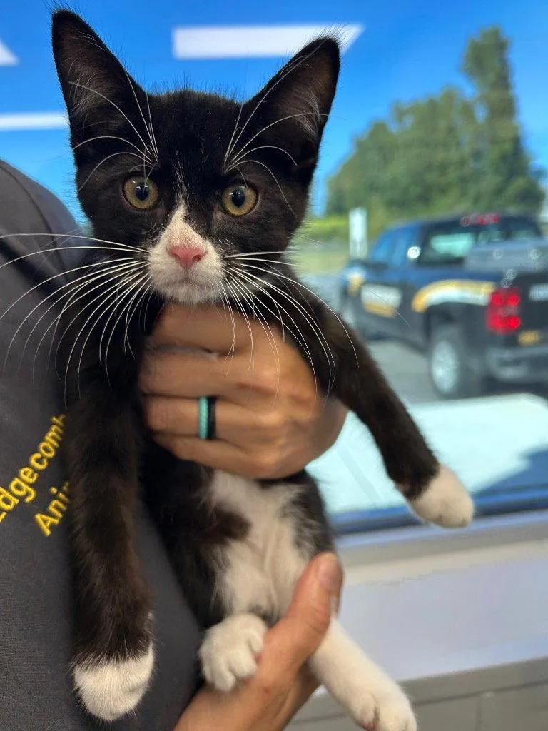 A baby medium-sized male Black & White / Tuxedo Domestic Short Hair cat named Sylvester for adoption in Tarboro, NC