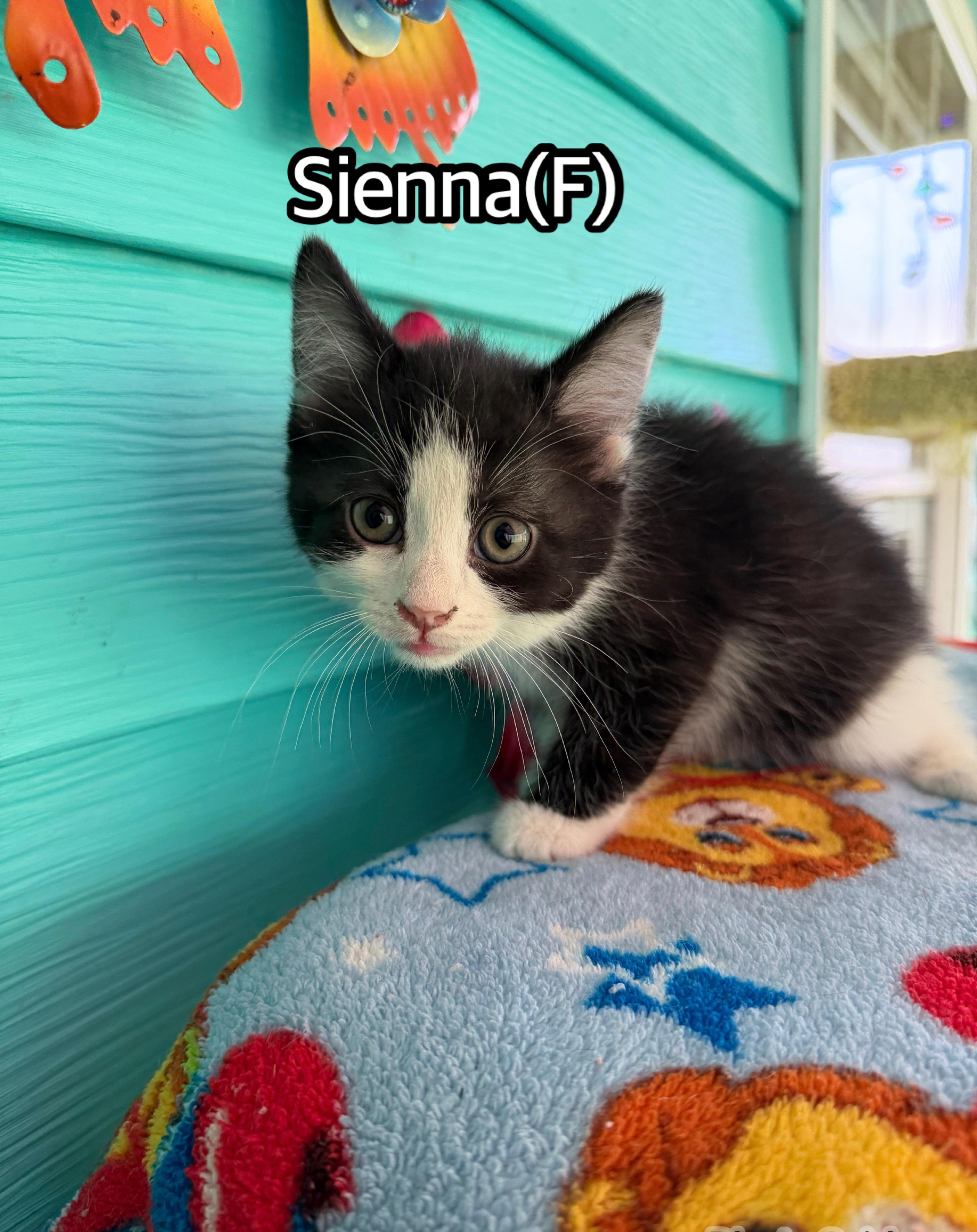 A baby medium-sized female Black & White / Tuxedo Domestic Short Hair cat named Sienna for adoption in Hermitage, PA