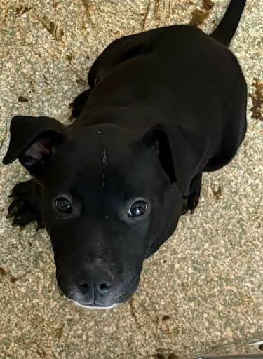 A baby medium-sized male Terrier dog named Kirk for adoption in Washington, DC