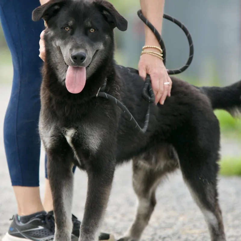An adult large-sized male Black Husky dog named Rex for adoption in Mount Sterling, KY