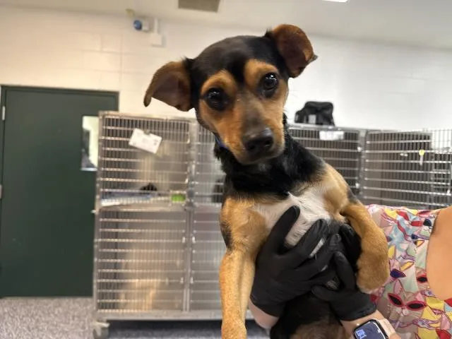 A young small-sized male Terrier dog named Toby for adoption in Thousand Palms, CA