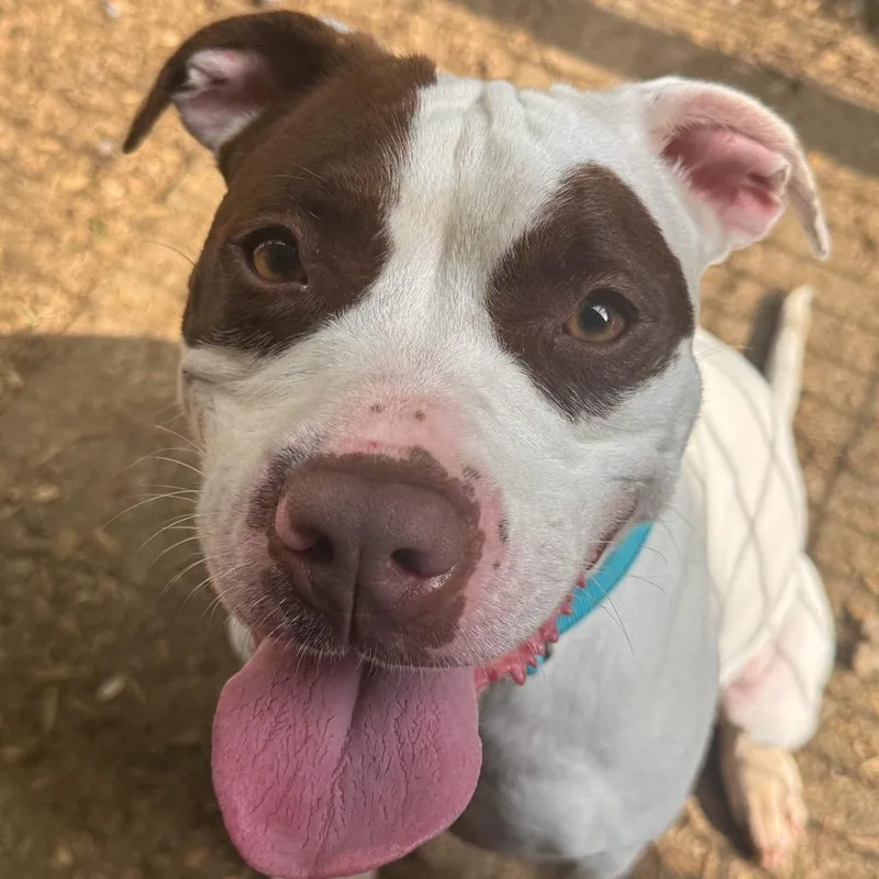An adult medium-sized female White / Cream Pit Bull Terrier dog named Skylar for adoption in Valparaiso, IN