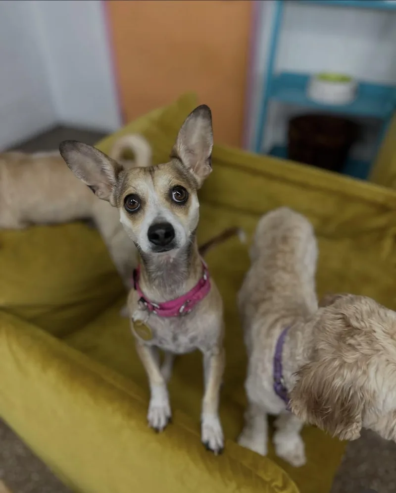 An adult small-sized female Chihuahua dog named Doris for adoption in Pasadena, CA