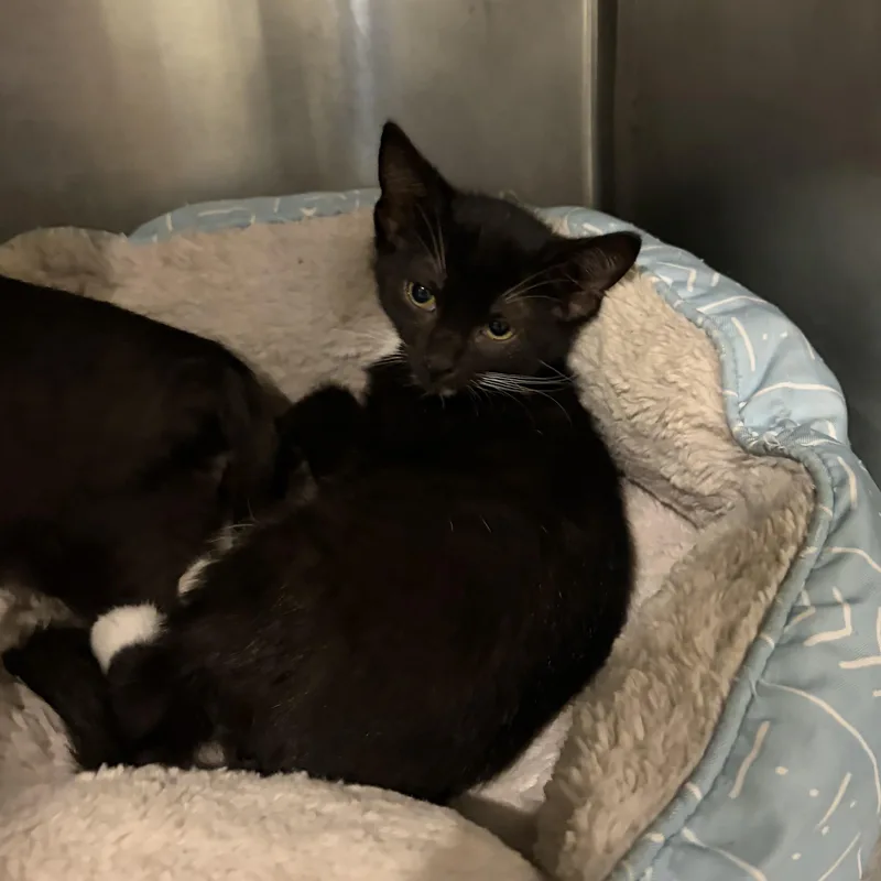 A baby medium-sized male Black Domestic Short Hair cat named Chip for adoption in Charleston, SC