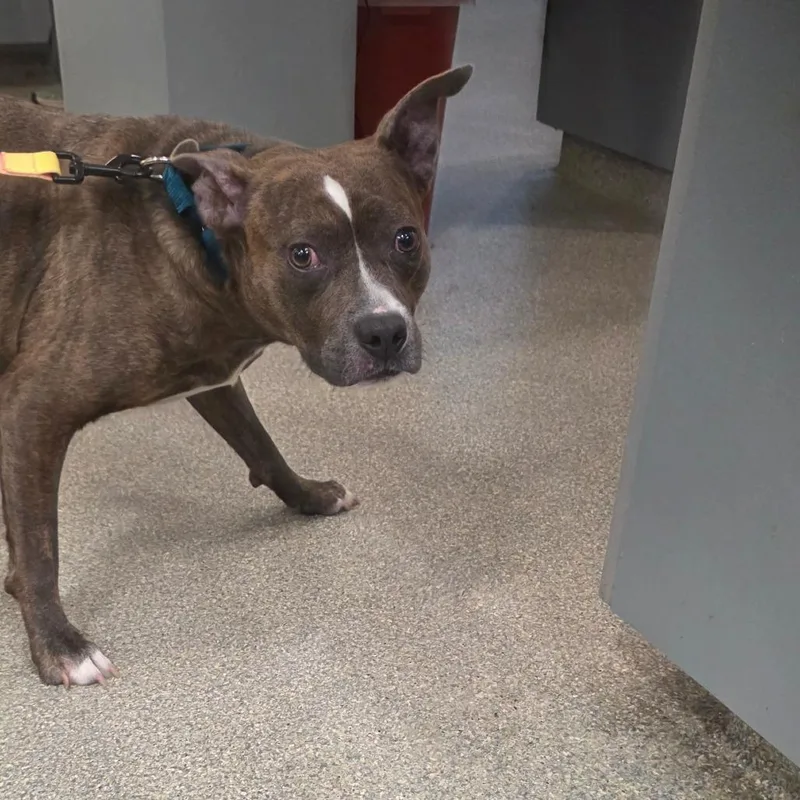 An adult large-sized male Brindle Mixed Breed dog named Gilgamesh for adoption in Jacksonville, FL