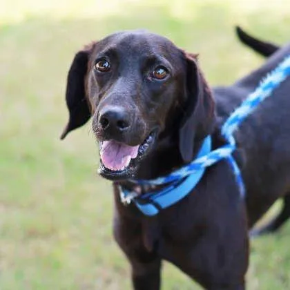 An adult medium-sized male Black Labrador Retriever dog named Shadow for adoption in Atlanta, GA