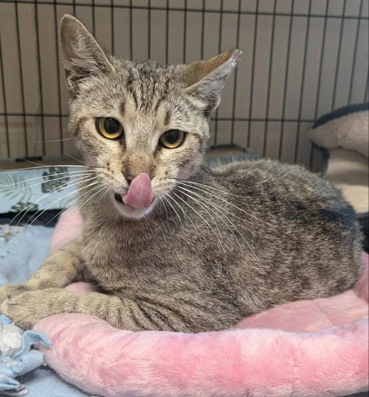 Kalahari thumbnail 3