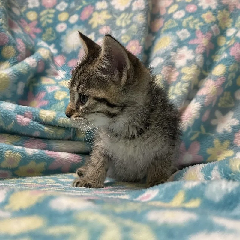 Gosling