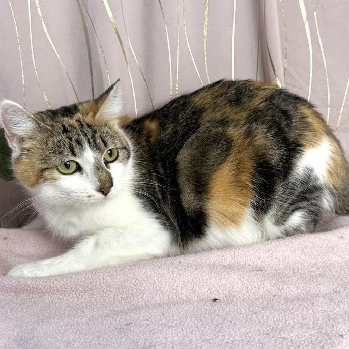 A young medium-sized female Calico Calico cat named Calista for adoption in Long Beach, MS