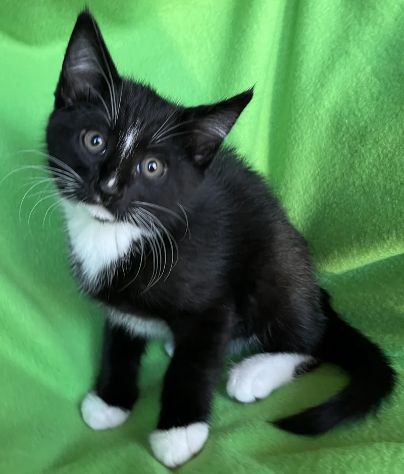 A baby medium-sized male Bengal cat named Zephyr for adoption in Hood RIver, OR
