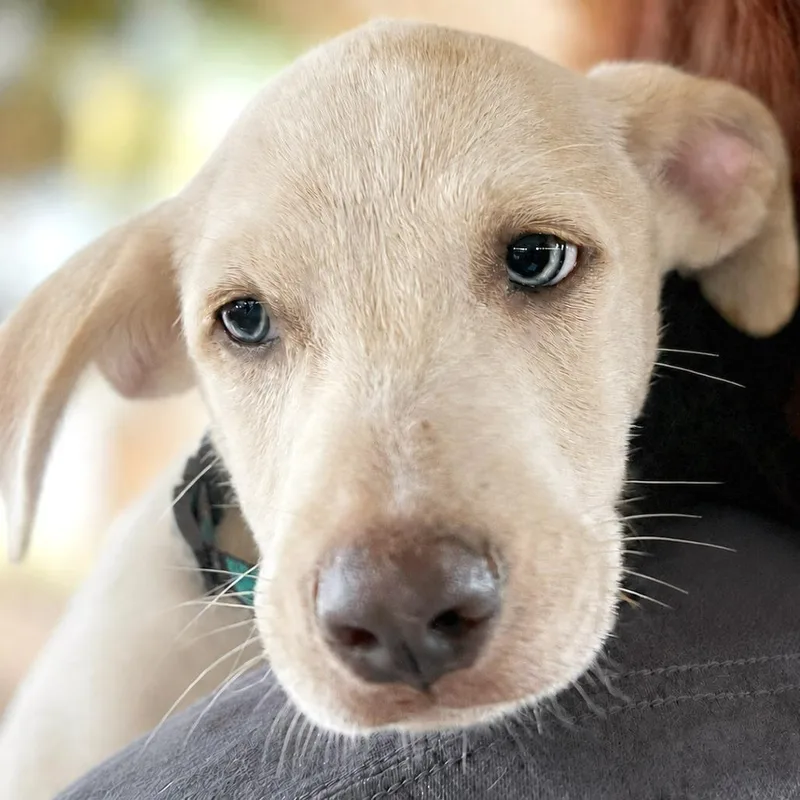 A baby small-sized male White / Cream Labrador Retriever dog named Oceana for adoption in Boerne, TX