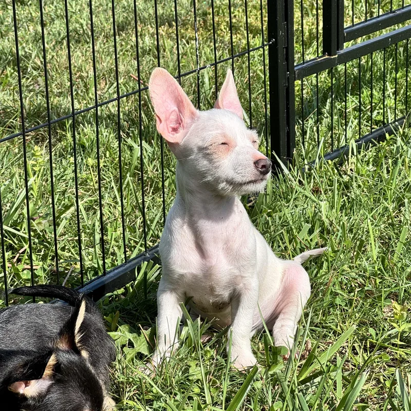A baby small-sized male Chihuahua dog named Pixel for adoption in Gainesville, VA