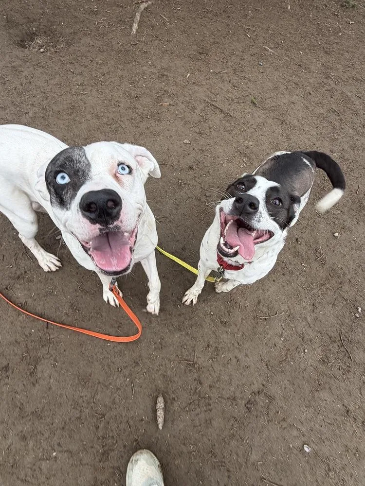 A young medium-sized female Tricolor (Brown, Black, & White) Cattle Dog dog named Ac  Miss Misty for adoption in Brewster , NY