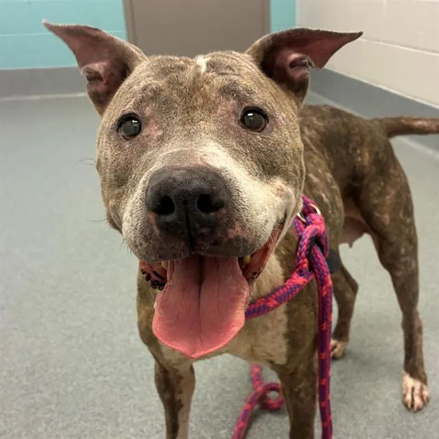 A senior medium-sized female Pit Bull Terrier dog named Daisy for adoption in Indianapolis, IN