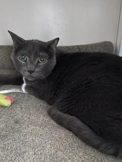 A senior large-sized male Domestic Short Hair cat named Buster for adoption in Houston, TX