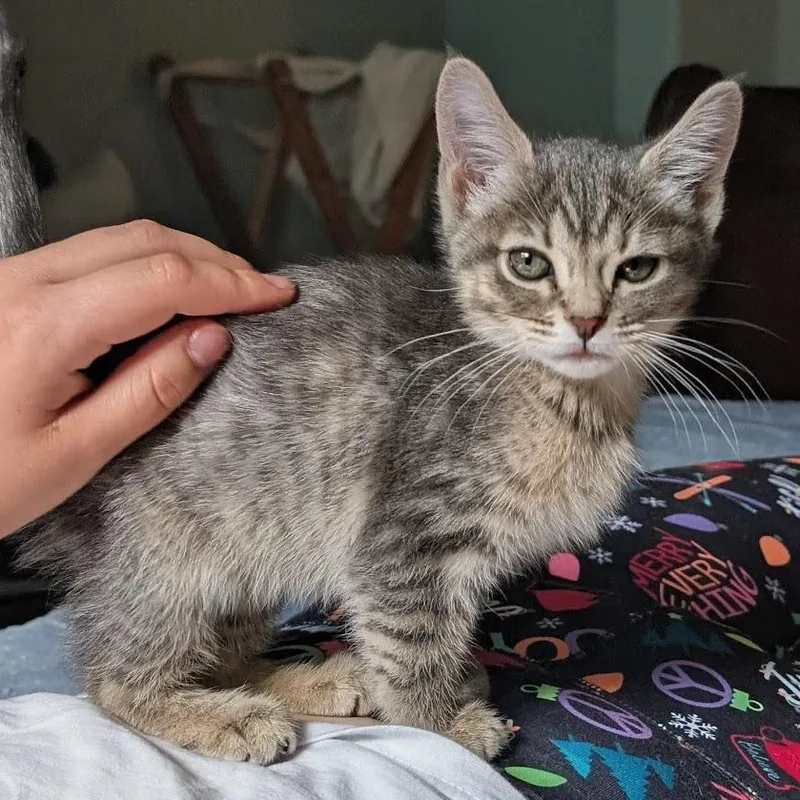 A baby small-sized female Tabby (Gray / Blue / Silver) Domestic Short Hair cat named Iko Christopherson for adoption in Morrison, CO