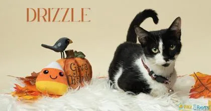 A baby small-sized female Domestic Short Hair cat named Drizzle for adoption in Fairhope, AL