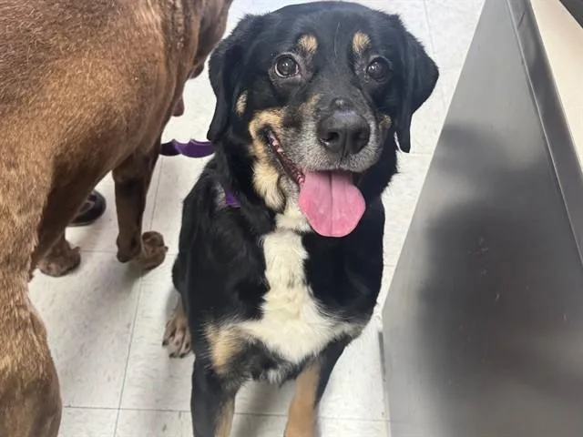 An adult medium-sized male Labrador Retriever dog named Buddy for adoption in Ames, IA