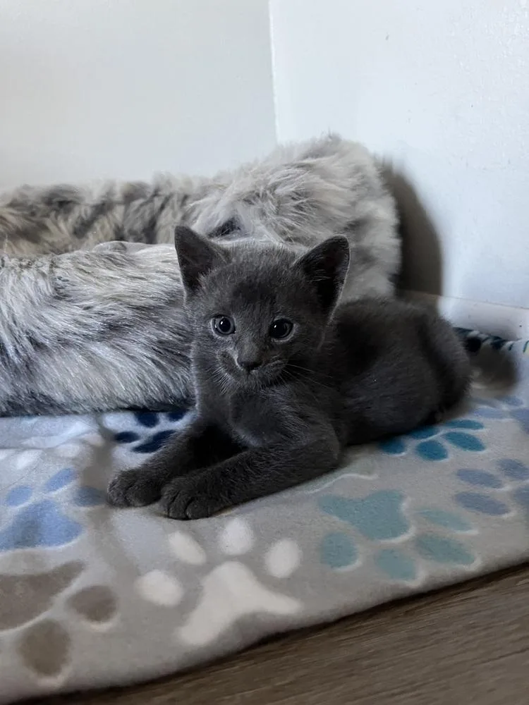 A baby small-sized male Gray / Blue / Silver Chartreux cat named Milo for adoption in Lancaster, CA