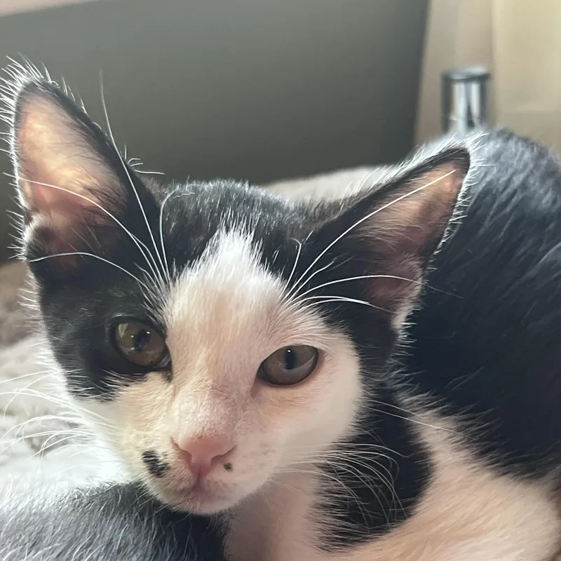 A baby small-sized female Black & White / Tuxedo Domestic Short Hair cat named Dottie for adoption in Liverpool, TX