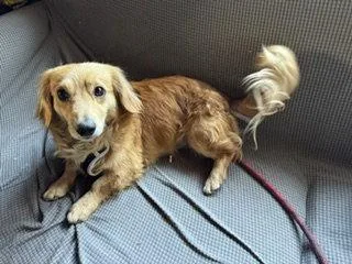 A young medium-sized male Dachshund dog named Airbud Sylmar for adoption in Los Angeles, CA