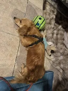 Airbud   Sylmar thumbnail 2