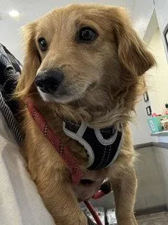 Airbud   Sylmar thumbnail 3