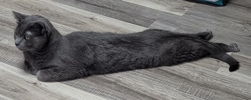 An adult medium-sized male Gray / Blue / Silver Domestic Short Hair cat named Hutch for adoption in Kalamazoo, MI
