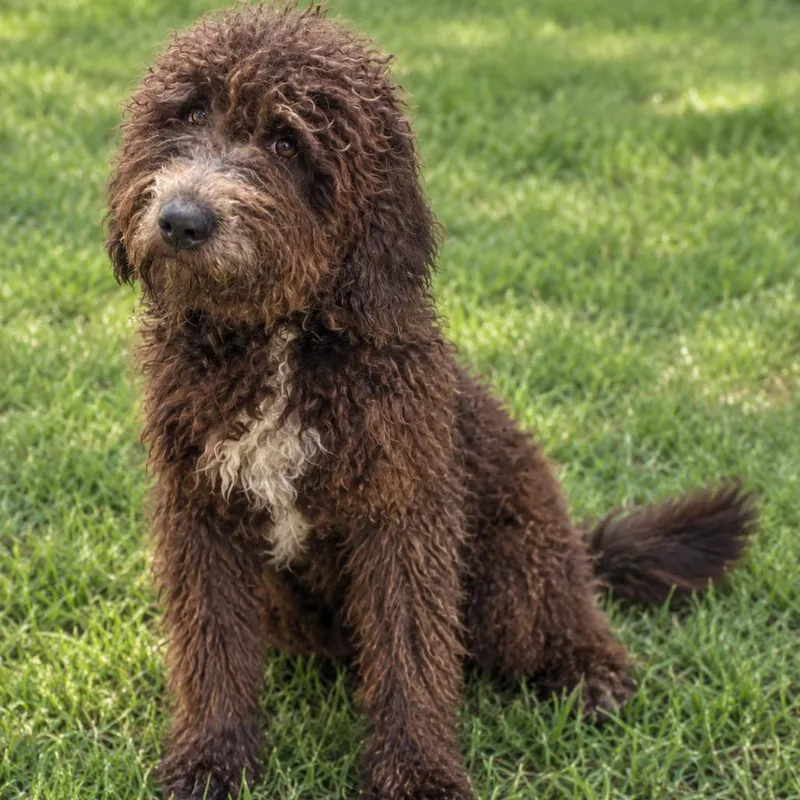 A young large-sized male Black Poodle dog named Sunny for adoption in Boaz, AL