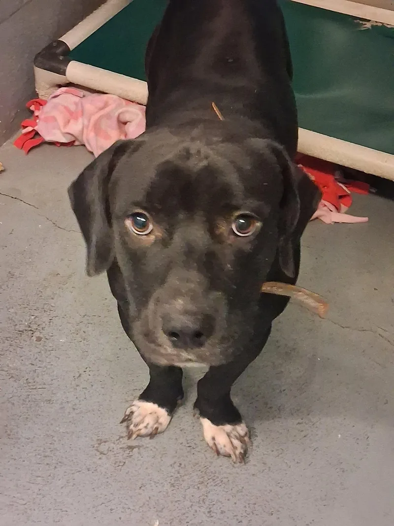 An adult medium-sized male American Bulldog dog named Big Boy for adoption in Stuart, VA