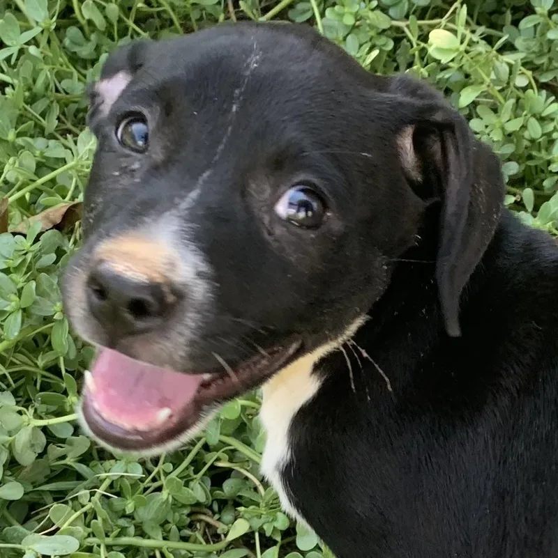 A baby medium-sized female Black Mixed Breed dog named Lexi for adoption in Cedarburg, WI