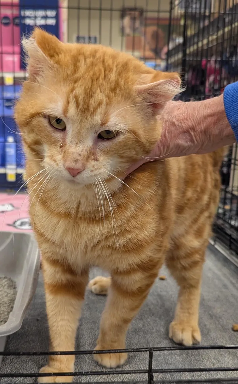 A young medium-sized male Tabby (Orange / Red) Tabby cat named Professor Beans for adoption in Farmland, IN
