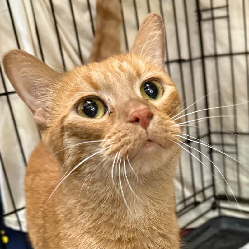 Nala