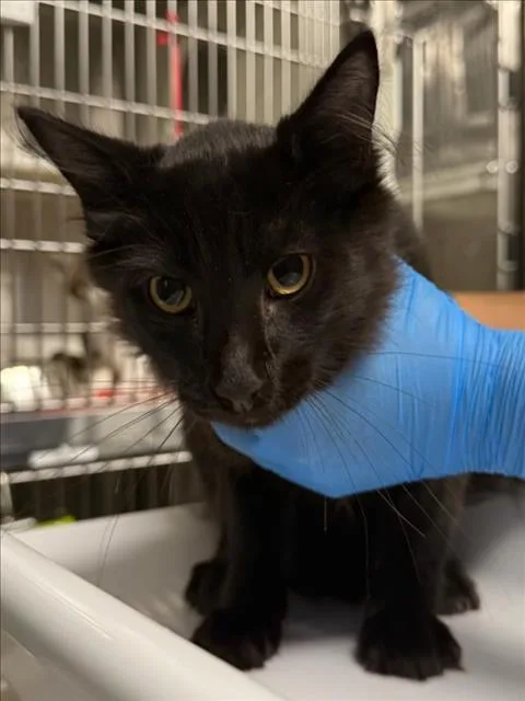 A baby medium-sized male Black Domestic Medium Hair cat named Coal for adoption in Woodland, CA