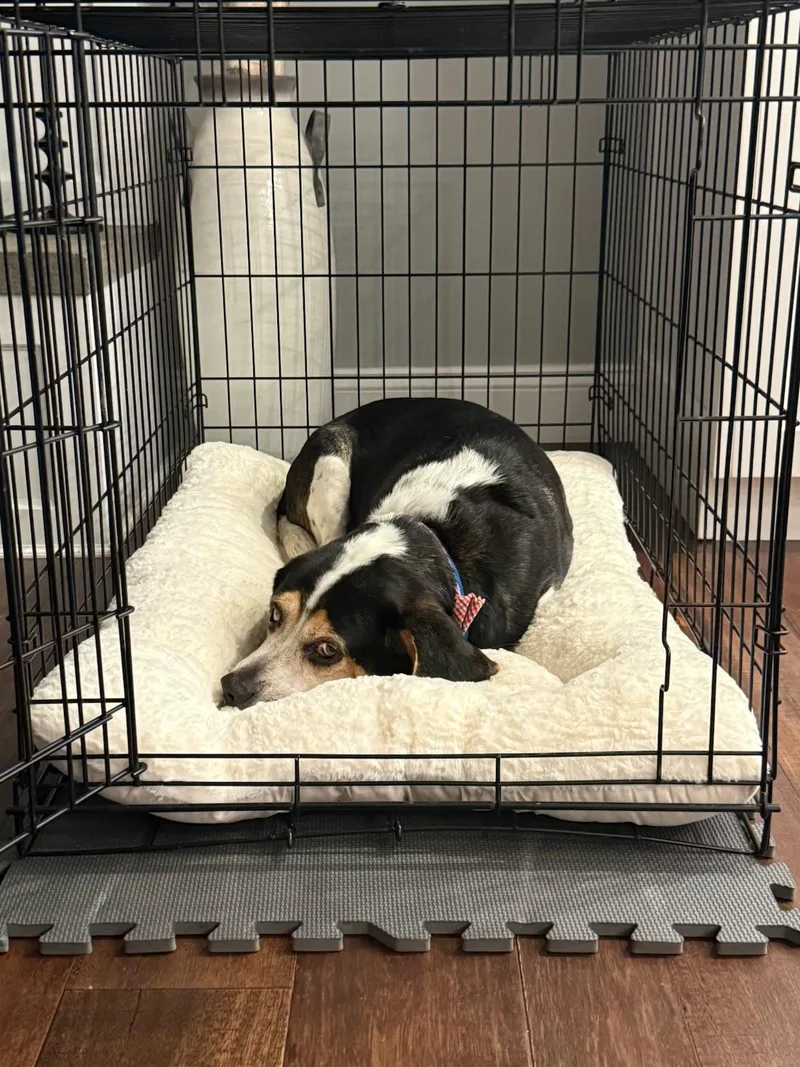 An adult small-sized male Beagle dog named Mortimer fka Benny for adoption in Mahwah, NJ