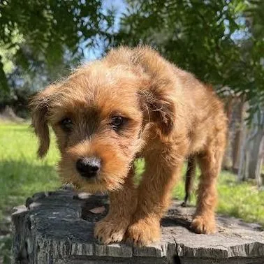 A baby small-sized female Red / Chestnut / Orange Terrier dog named Violet for adoption in Sonoma, CA