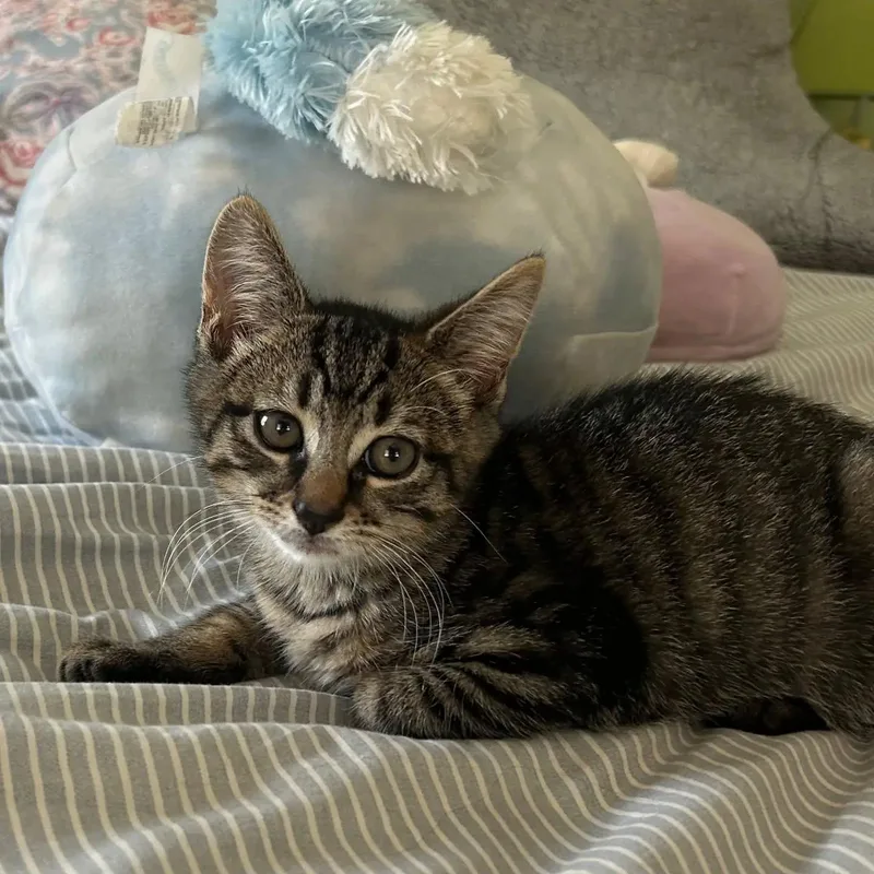 A baby large-sized male Tabby (Tiger Striped) Tiger cat named Sparrow for adoption in HANSON, MA