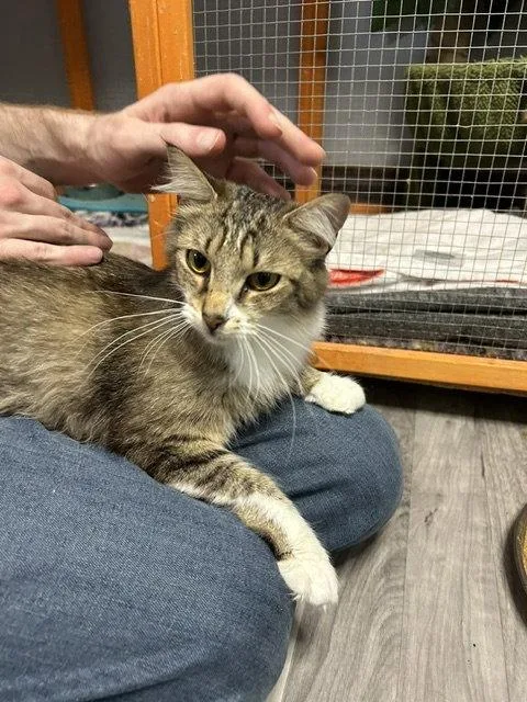 An adult medium-sized female Domestic Long Hair cat named Shakira for adoption in Chicago, IL