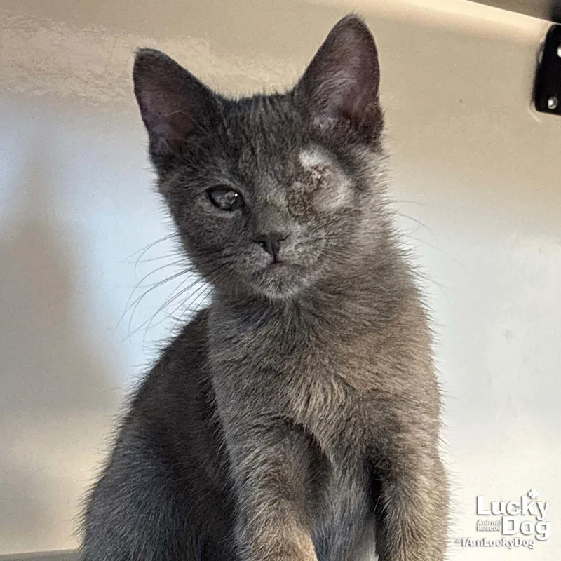 A baby medium-sized female Gray / Blue / Silver Domestic Short Hair cat named Genie for adoption in Washington, DC