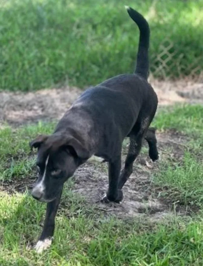 An adult medium-sized male Black Husky dog named Klondike for adoption in Houston, TX
