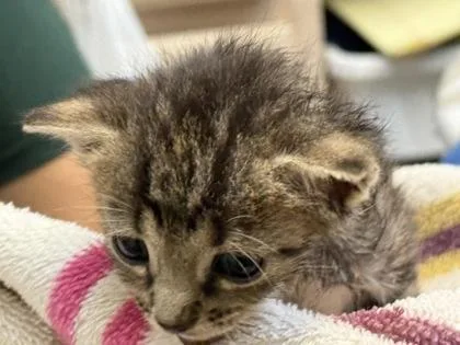 A baby small-sized male Domestic Short Hair cat named Kenai for adoption in Port Saint Joe, FL