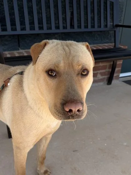 An adult medium-sized male Mixed Breed dog named Louis V for adoption in Barnesville, GA