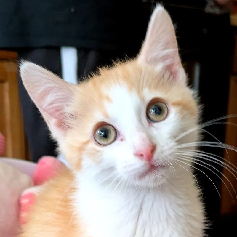 A baby small-sized female Orange / Red Domestic Short Hair cat named Mystery for adoption in Houston, TX